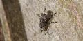 Tropideres albirostris